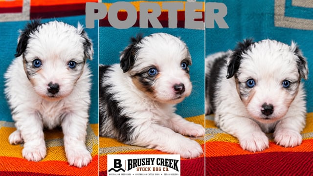 PORTER